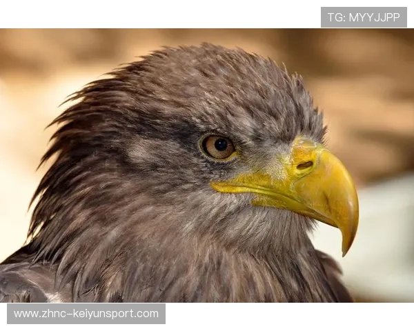 海鹰赢下关键分区战，季后赛前景光明，海鹰资讯